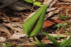 Curcuma aeruginosa